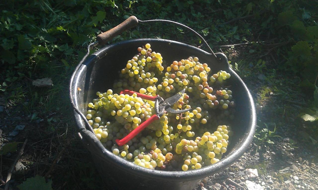 Ferienweingut Ulrike Thul Daire Leiwen Dış mekan fotoğraf