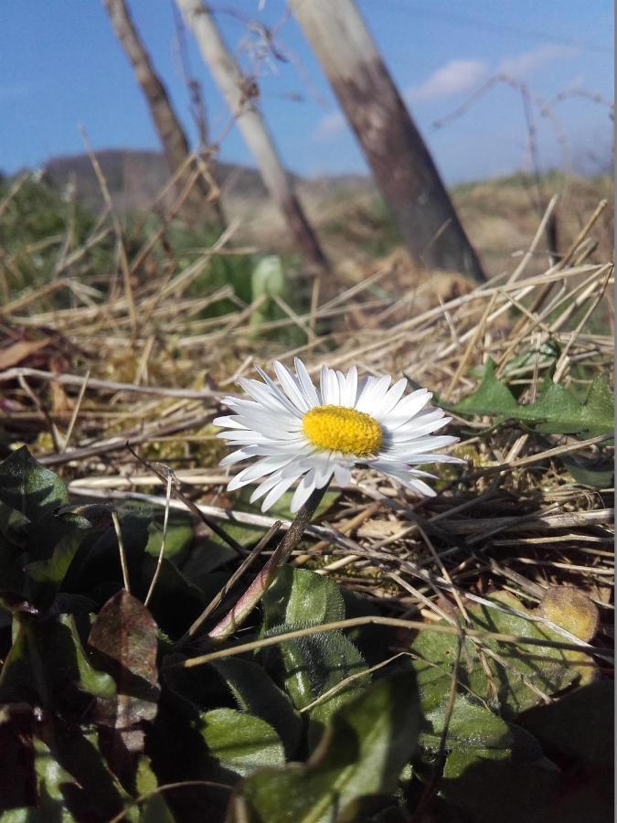 Ferienweingut Ulrike Thul Daire Leiwen Dış mekan fotoğraf